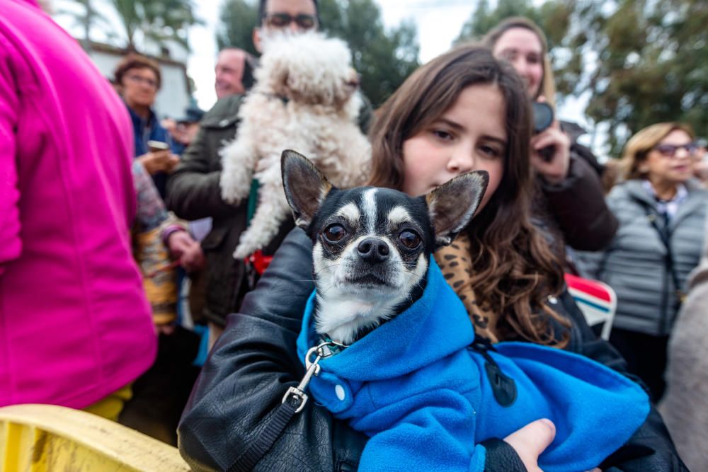 Benidorm celebra Sant Antoni