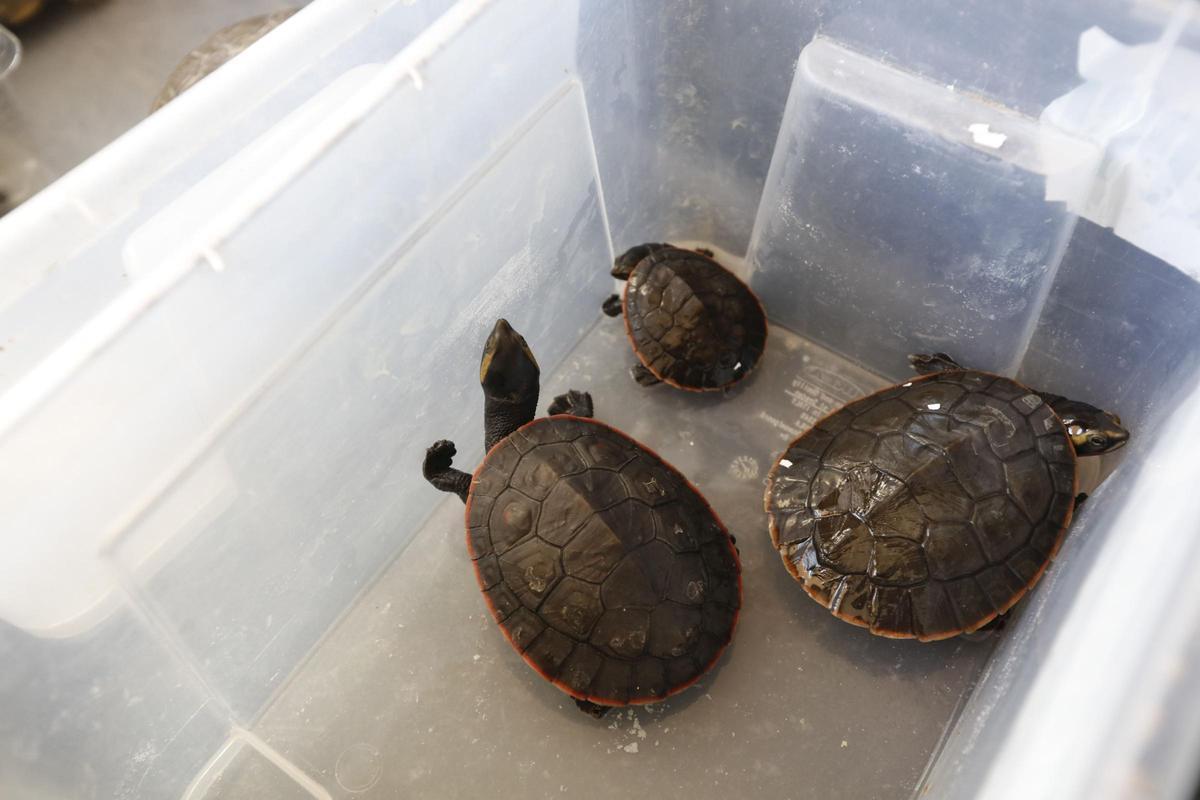 Diese Schildkröten sollen zwei Deutsche auf Mallorca illegal gezüchtet haben Diese Schildkröten sollen zwei Deutsche auf Mallorca illegal gezüchtet haben