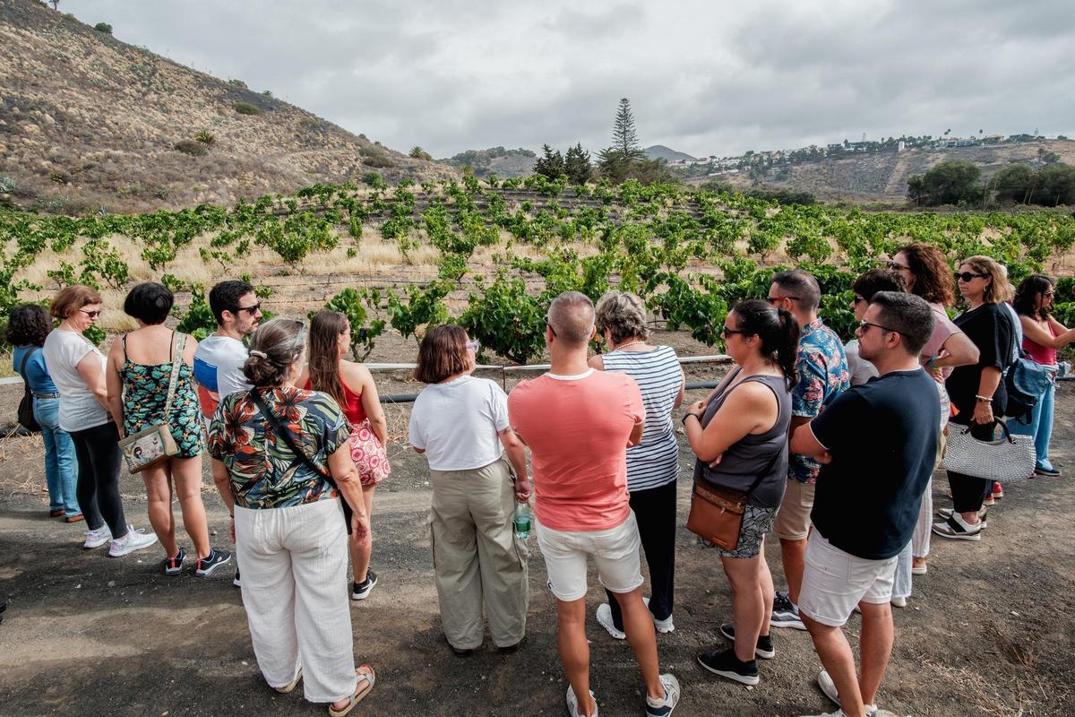 Visita guiada con cata de vinos en Bodega Los Lirios