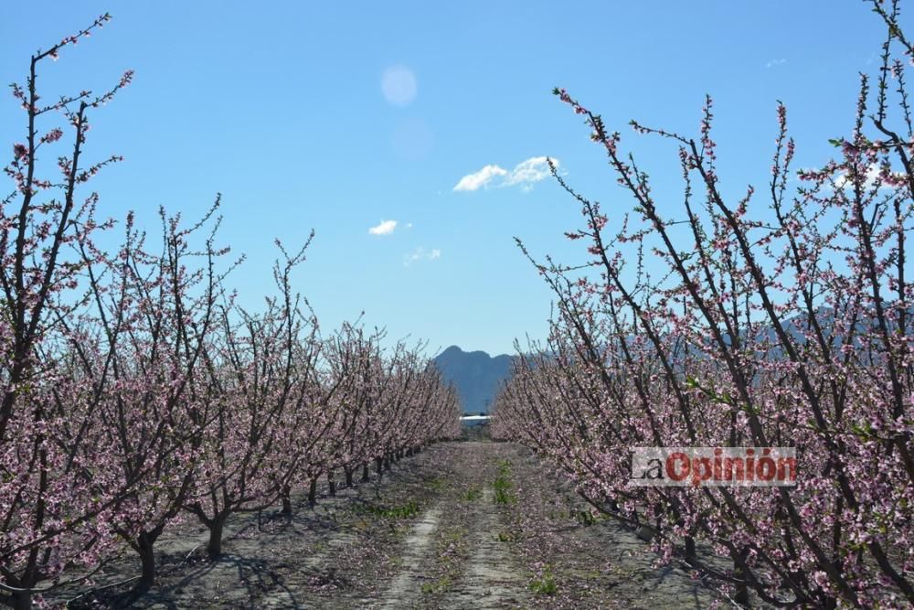 Comienza la Floración de Cieza