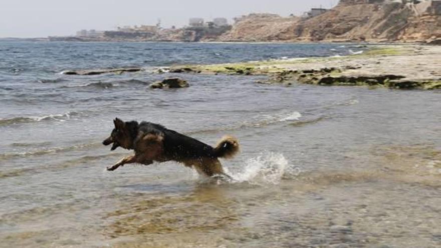 Imagen de la playa de Cala del Moro, una de las dos a las que podrán acudir animales.