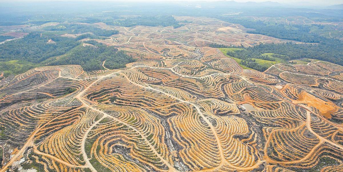 Bosc desforestat a Indonèsia per obtenir oli de palma.