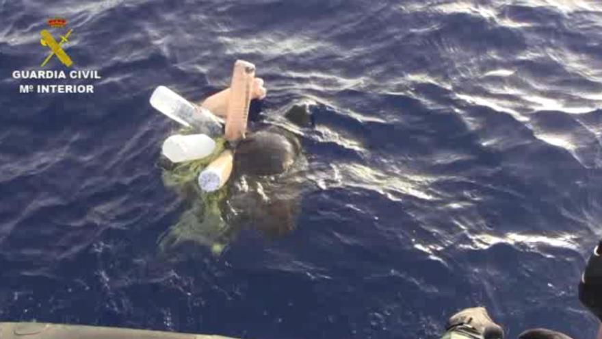 La Guardia Civil rescata en aguas de Alicante una tortuga boba atrapada en una baliza casera empleada para la pesca ilegal