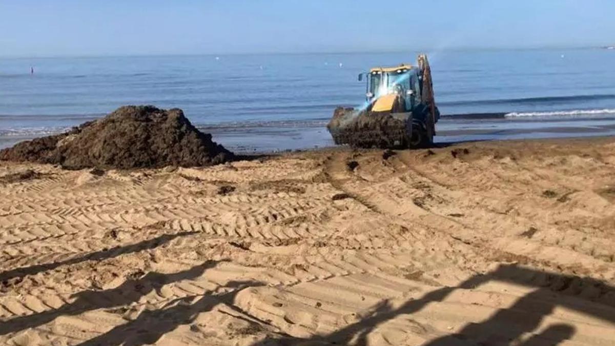 Maquinaria pesada retira arribazones de alga asiática en una playa de Marbella el pasado verano.