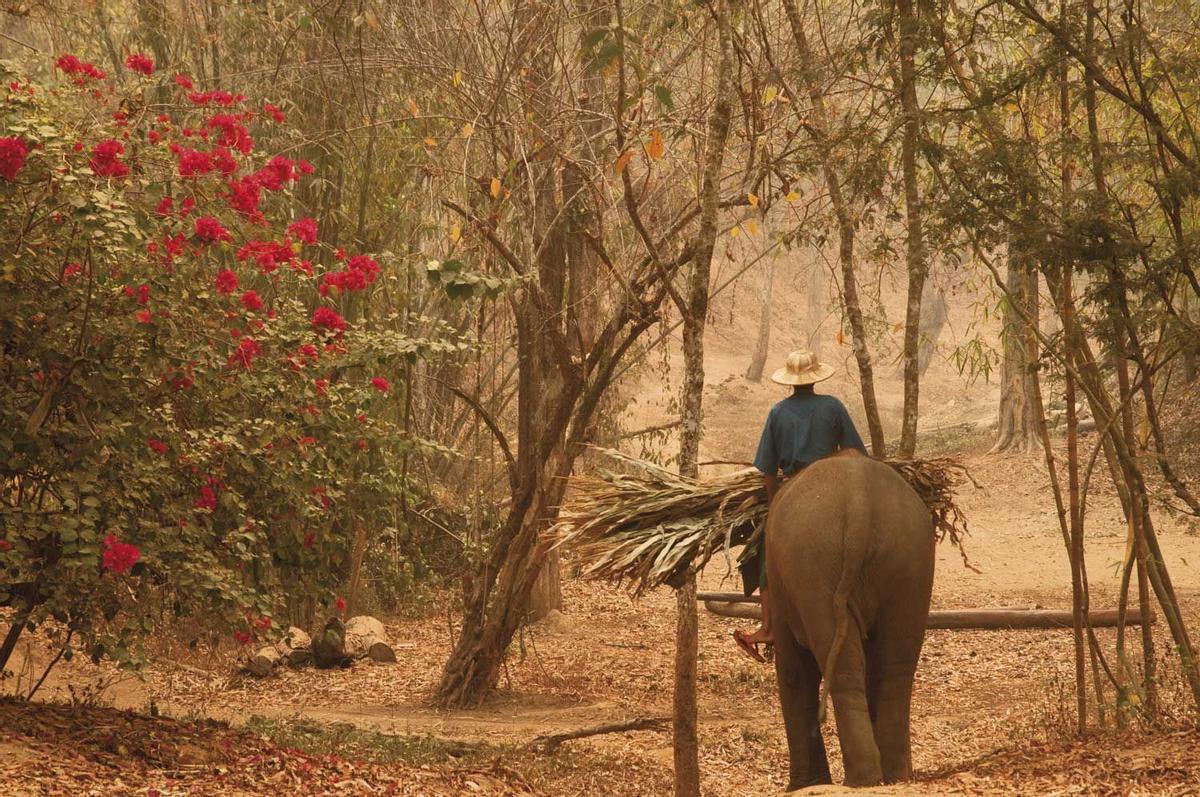 Reservas para el cuidado de los elefantes