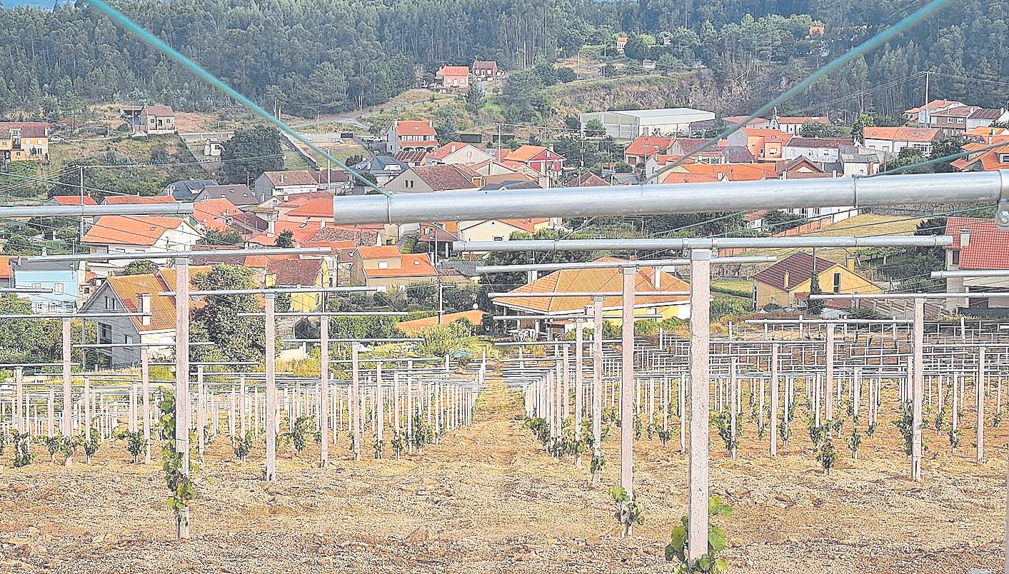 Una de las nuevas plantaciones de albariño Rías Baixas aún improductivas, en Vilagarcía.
