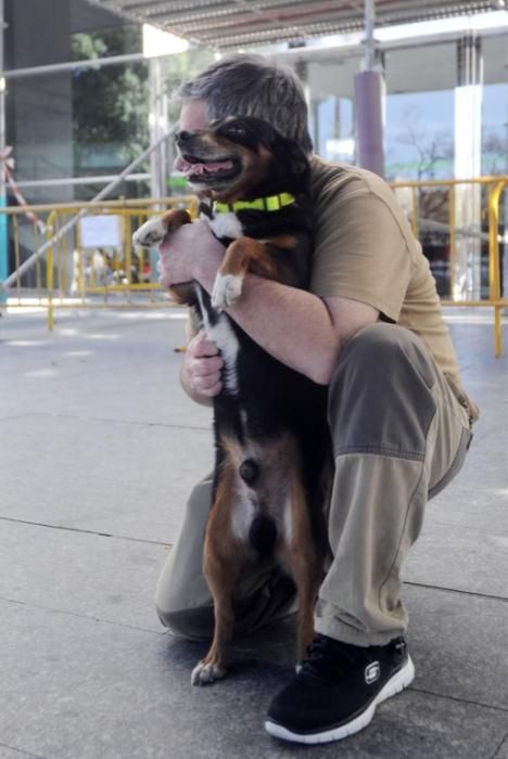 Champi, esperando a su dueño en el Reina Sofía