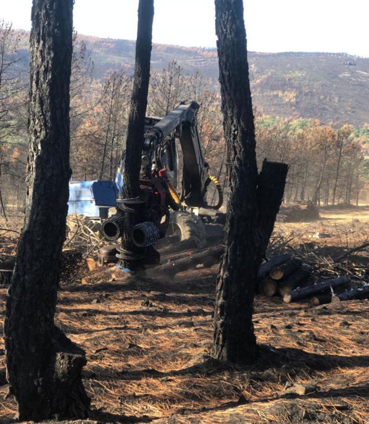 Tala de madera quemada en la Sierra de la Culebra.