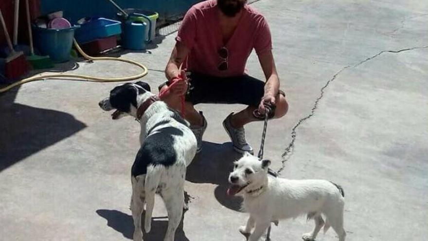 Los perros del matrimonio asesinado por su hijo en Paterna tienen un nuevo  hogar - Levante-EMV