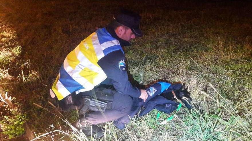 Un agente de la Policía Local de Poio recoge con su chaqueta a un pincher en la calle. // FdV