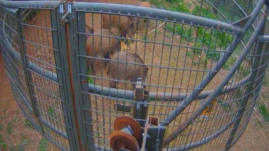 Calp abate a nueve jabalíes que estaban concentrados en Les Salines