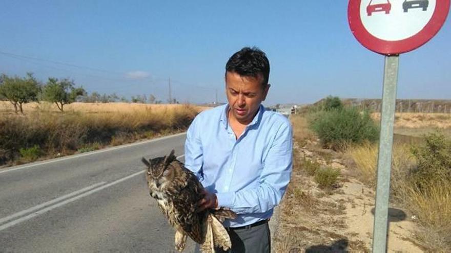 ASE urge medidas en los viales tras nuevos atropellos de búhos reales y de otras aves