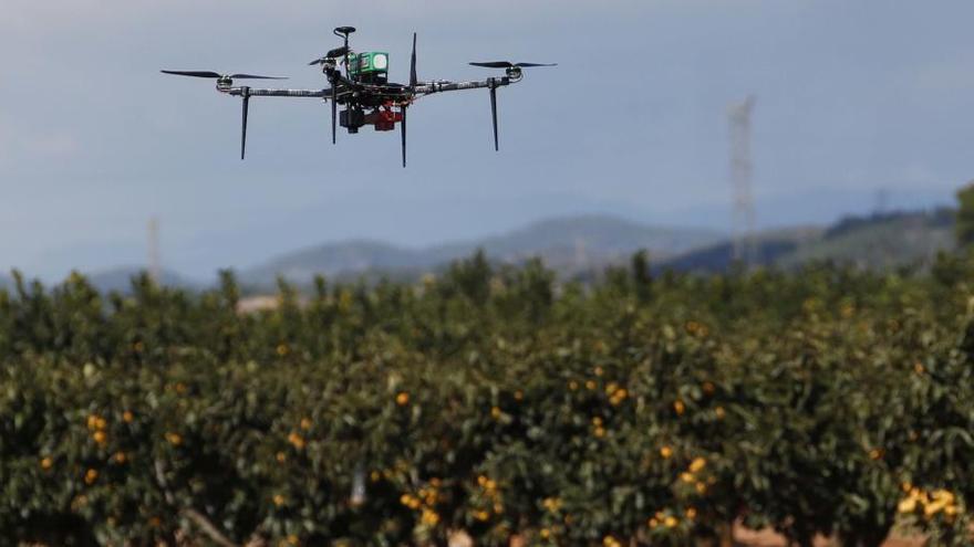Algemesí usará drones este año para evitar el robo de cosechas