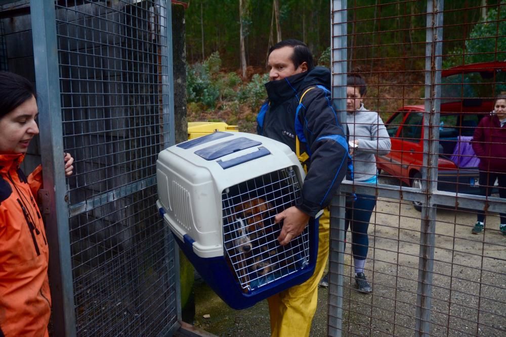 Los peludos de la perrera de Poio buscan compañía