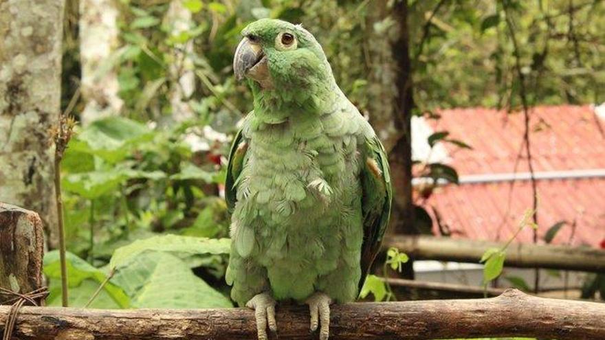 El loro prehistórico medía casi un metro de altura y pesaba 7 kilos