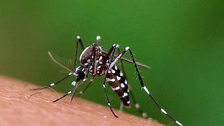 La Xunta incluye a Bueu y Vilaboa en la vigilancia especial del mosquito tigre