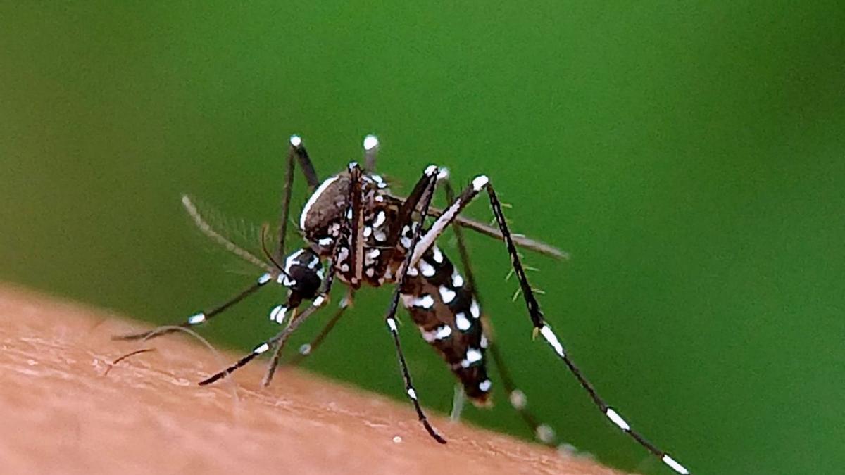Ejemplar de mosquito tigre.