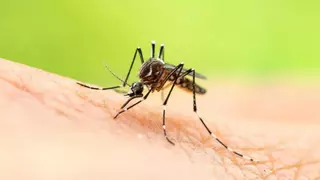 Piden colaboración a los vecinos de Vuelta de los Pájaros para acabar con el mosquito tigre