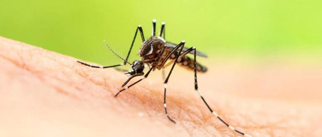 Mosquito tigre.