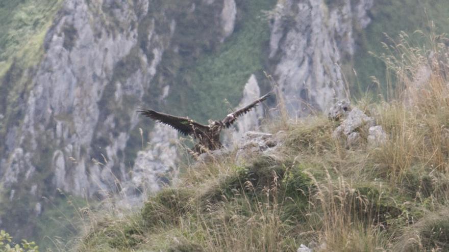 La Guardia Civil investiga a un vecino de Peñamellera Alta acusado de envenenar a una hembra Quebrantahuesos