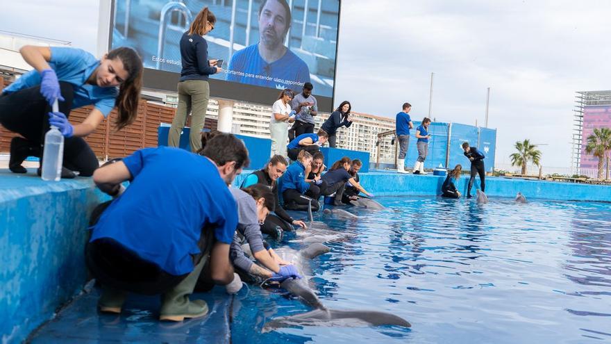 Veterinaris de tot el món aprenen amb els dofins de l’Oceanogràfic