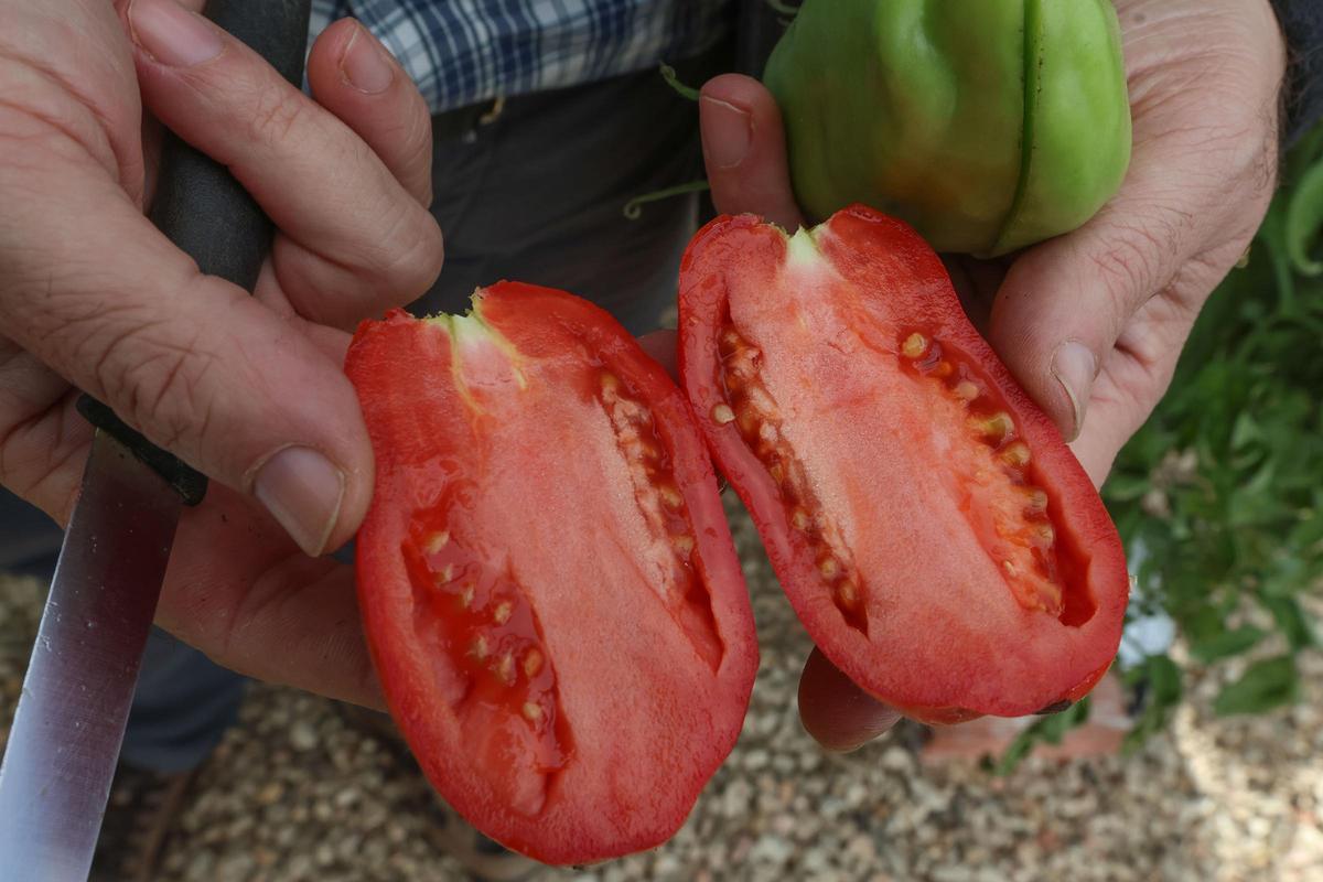 Uno de los tomates híbridos resistentes, que es igual de carnoso que su variedad original.