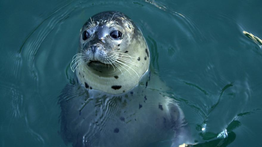 Abre el plazo para reservar sesiones de ‘Aventura coas focas’ del Aquarium en febrero