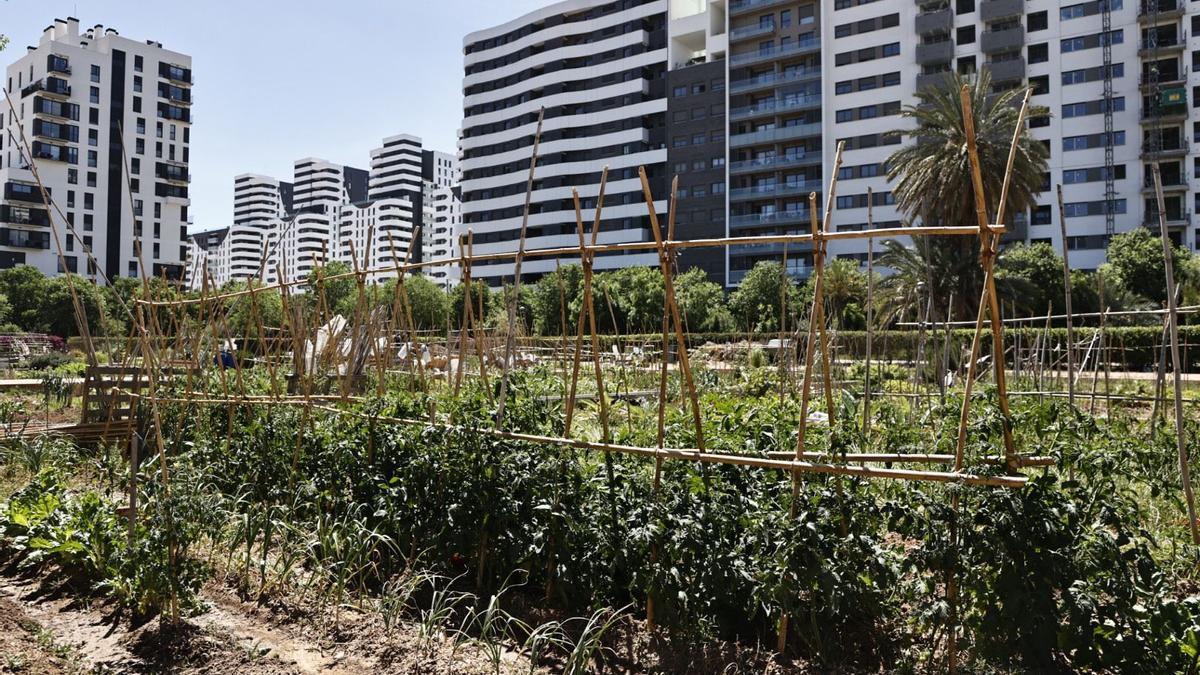 Huertos urbanos en el bario de Malilla rodeados de los nuevos edificios construidos.