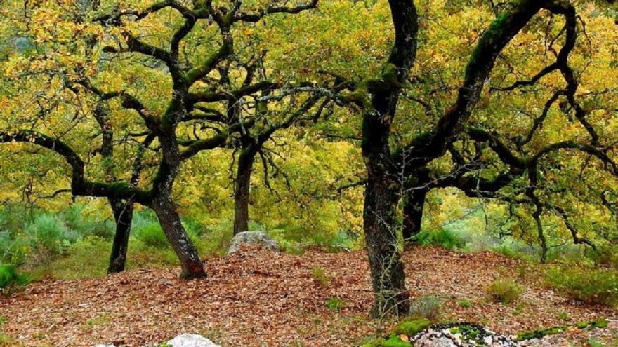 &quot;Es absurdo que insistan en construir la depuradora de Benaoján dentro del parque natural&quot;