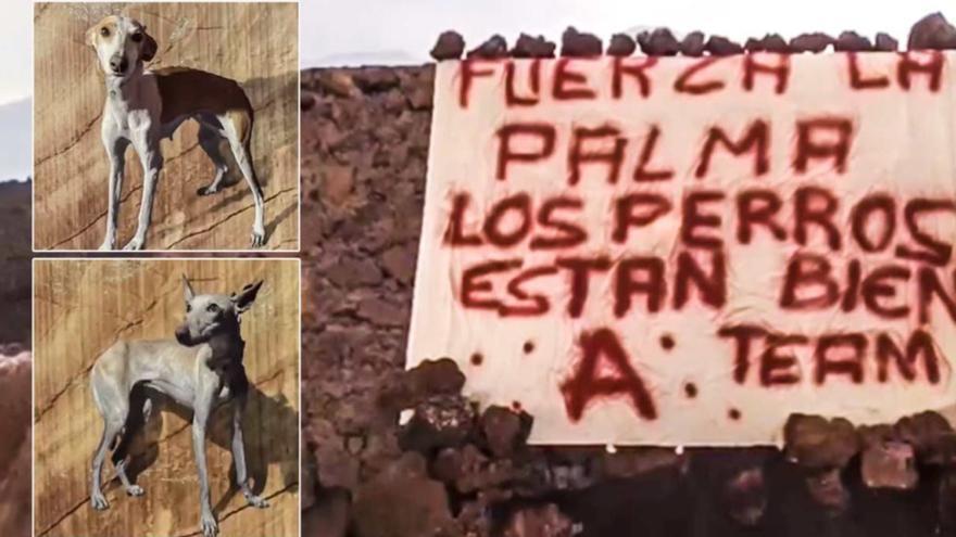 El equipo A &quot;nunca rescató&quot; a los perros atrapados durante la erupción de La Palma