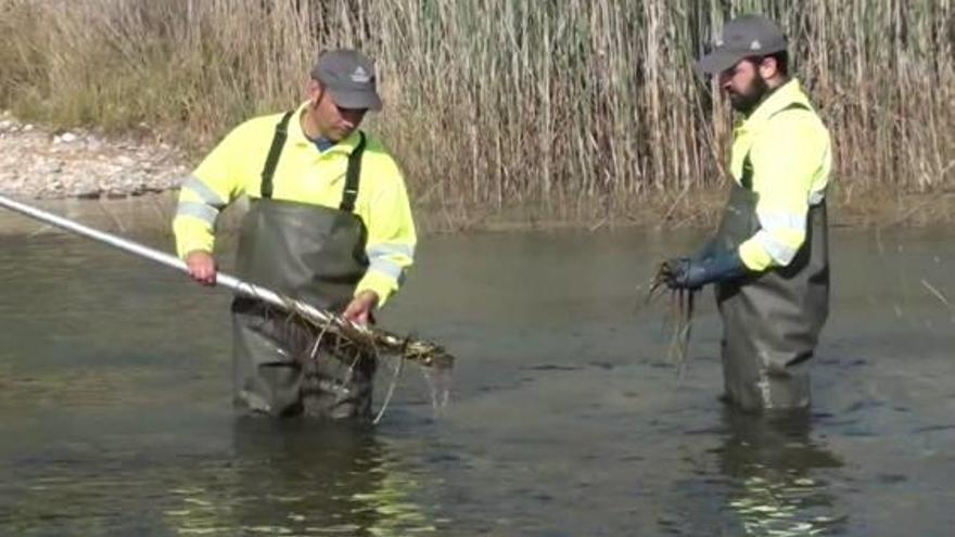 Recogida de algas para el análisis en el río.