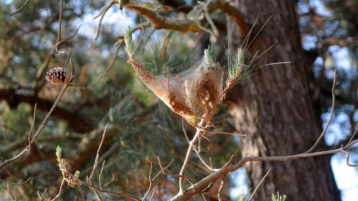 Un nido de orugas procesionarias, en un pinar de Poio.