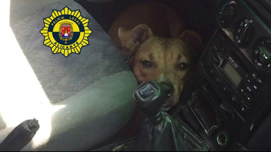 Rescatan en Alicante a un perro encerrado en un coche a más de 35 grados