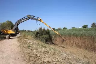 La CHS comienza a desbrozar el cauce del río Segura entre Rojales y Guardamar