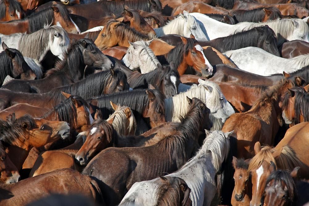 El primer curro de la Rapa das Bestas de Sabucedo // Bernabé / J. Carlos Asorey