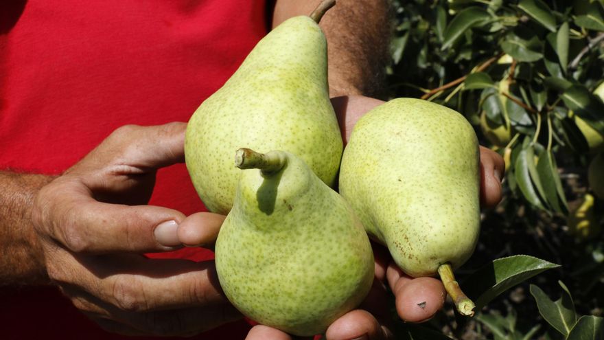Les pedregades dels darrers mesos marquen la collita de fruita de llavor, que es manté en la mitjana dels darrers anys