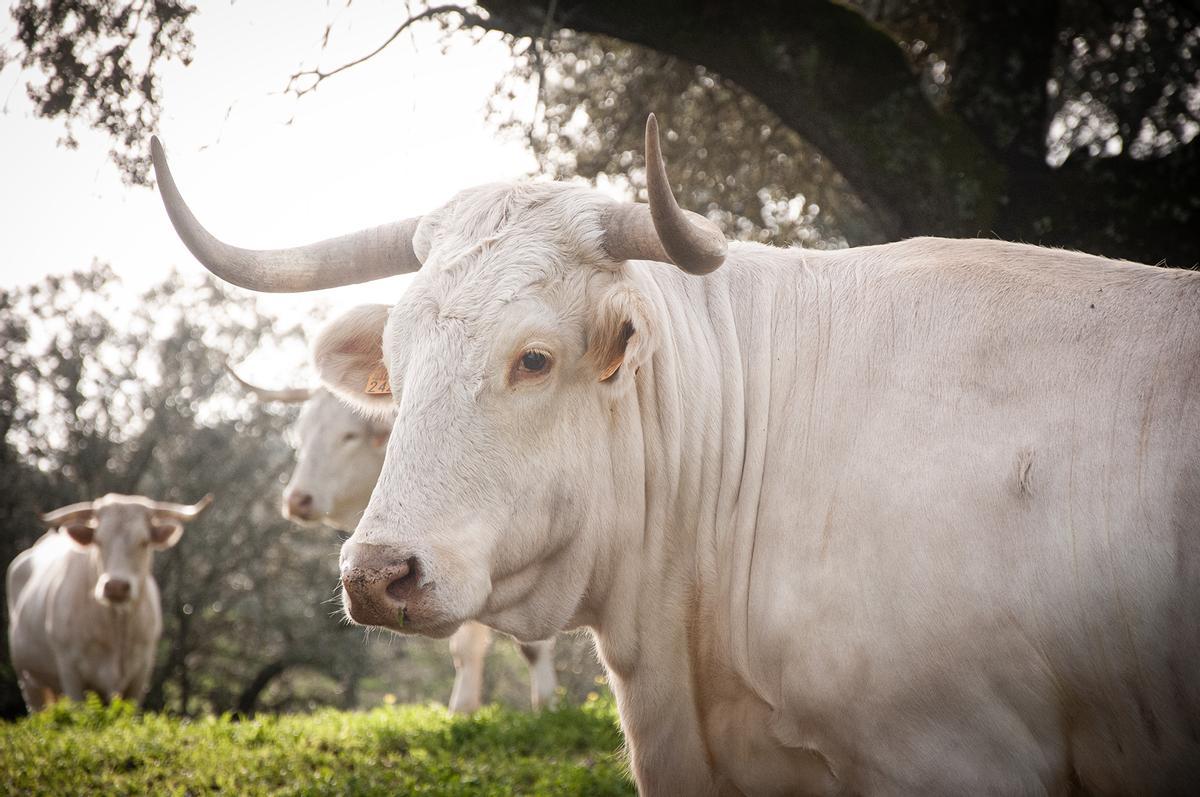 Blanca Cacereña en la finca Haza Concepción.