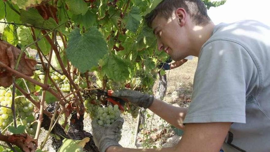 Un trabajador vendimia un racimo de uvas en Monterrei. // Jesús Regal