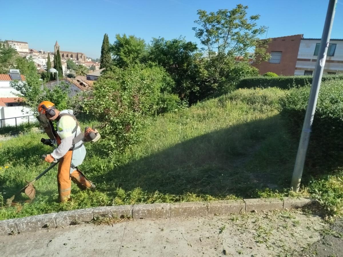 Desbroces en San Marquino.