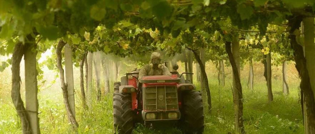 Un viticultor aplica productos fitosanitarios en un viñedo de Ribadumia. // Noé Parga