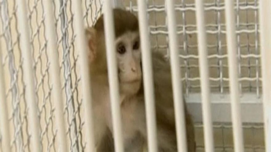 Irán envía un mono al espacio por segunda vez y lo trae vivo de vuelta