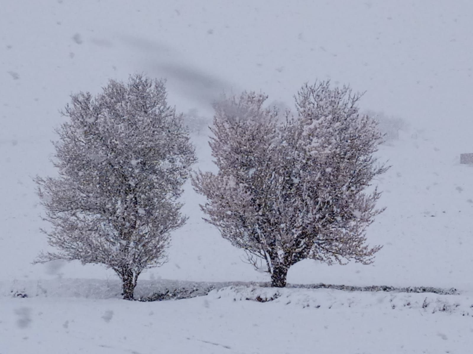 GALERÍA | Nieve sobre la flor del almendro en Zamora