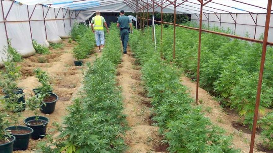 La plantación de marihuana localizada en Gozón.