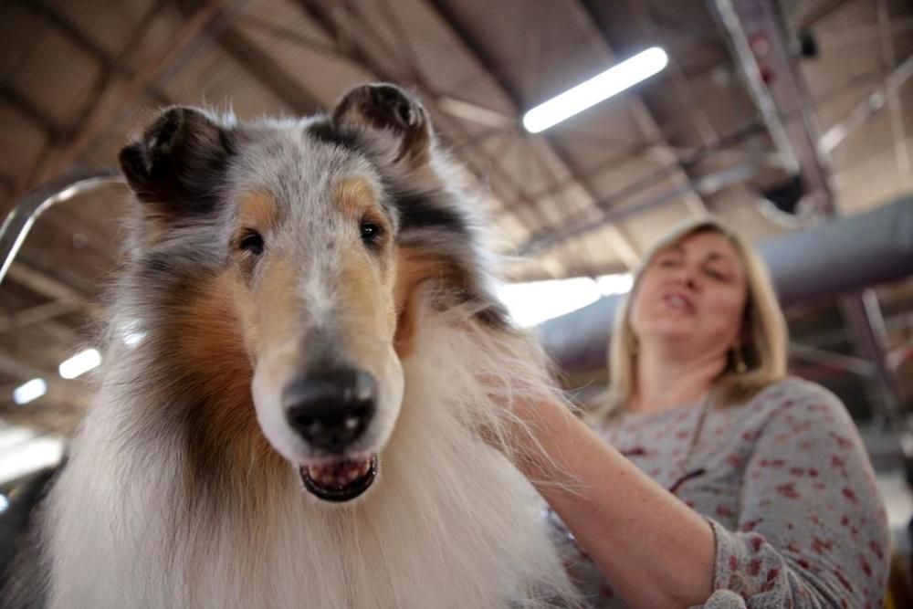 El Westminster Kennel Club, un dels shows de gossos de raça més importants del món