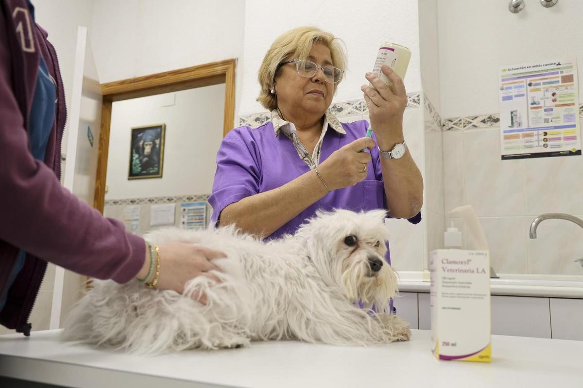 La veterinaria Esther Rodríguez prepara la medicación para un perrito en su clínica de San Blas (Alicante).