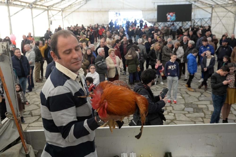 Palomas mensajeras y ofrendas para San Antón