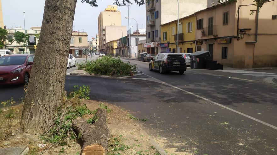 Herido grave un hombre al caerle encima una gran rama en la calle Manacor de Palma