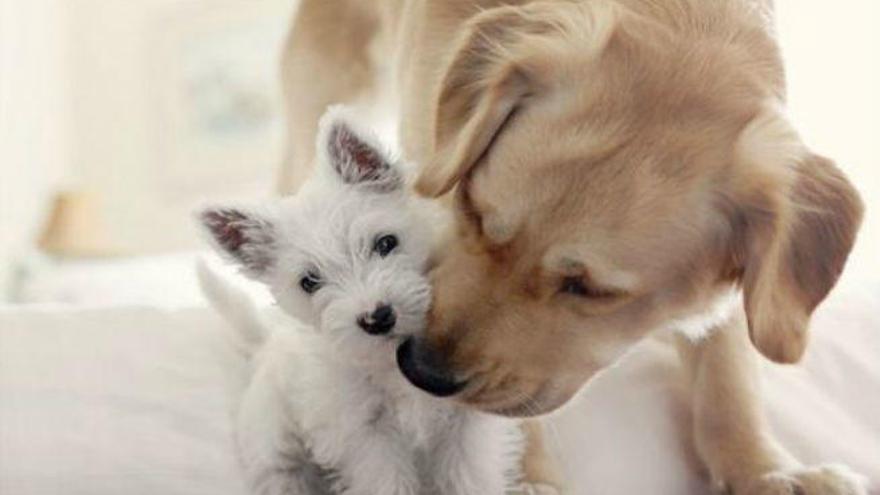 Arranca la tercera edición del concurso de fotografía de mascotas