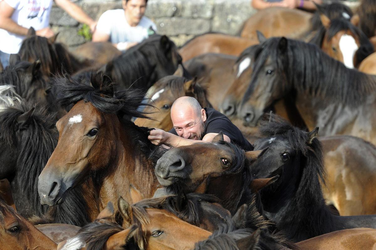 Pistoletazo de salida a la Rapa de Sabucedo 2024