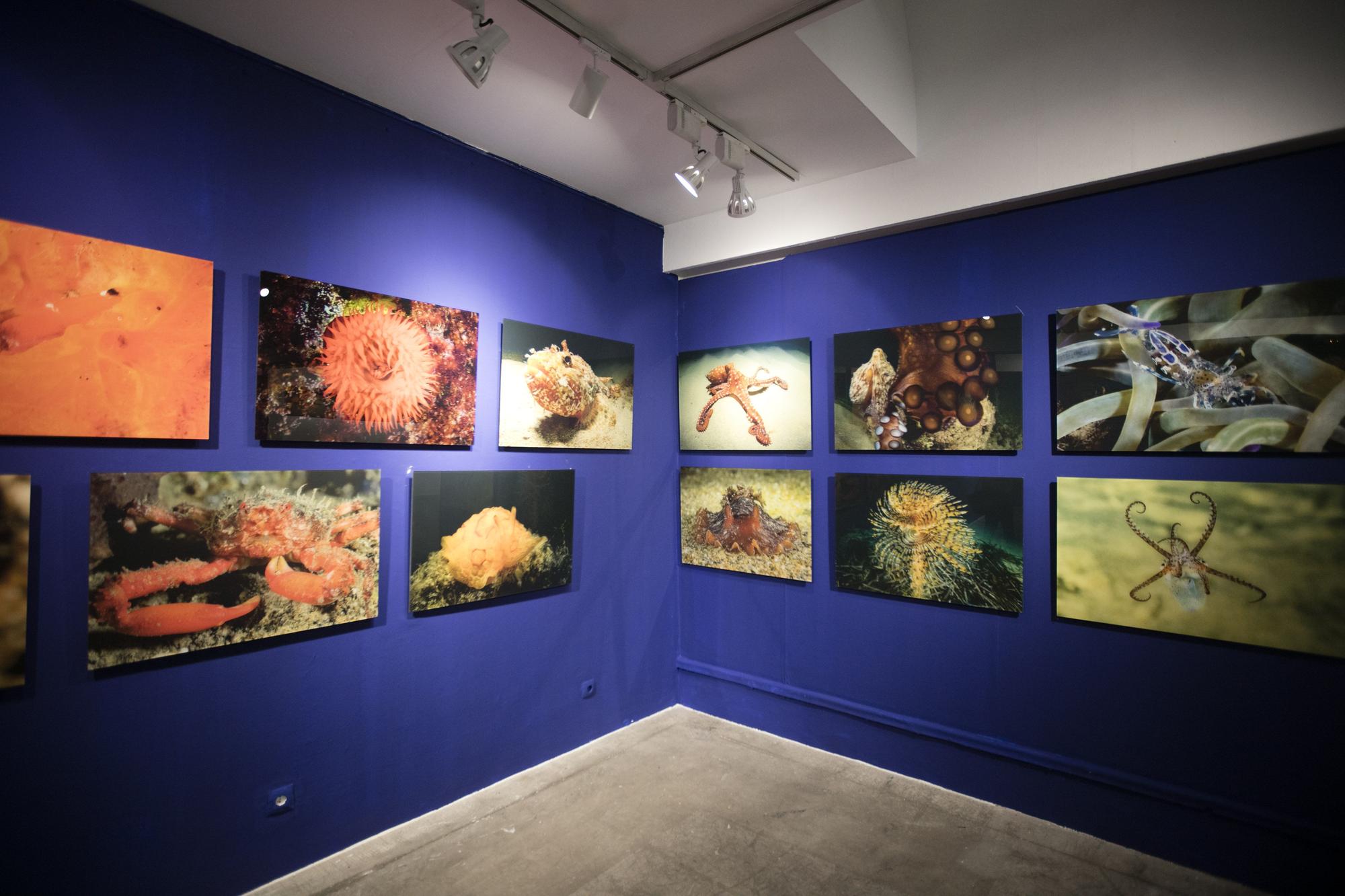 Exposición de fotografía submarina del Port de Sant Miquel en  sa Nostra Sala de Joan Costa